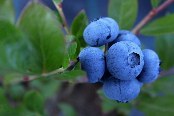 Blaubeeren zur Potenzsteigerung